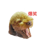 トイプーのちゃず様（個別スタンプ：23）
