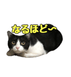 はちわれちゃーぼ ver.6.1（個別スタンプ：13）