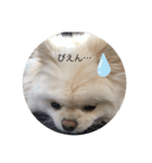 ちょこちゃんのまいにちスタンプ（個別スタンプ：2）
