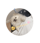 ちょこちゃんのまいにちスタンプ（個別スタンプ：6）