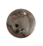 ちょこちゃんのまいにちスタンプ（個別スタンプ：8）