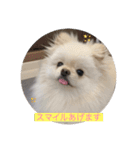 ちょこちゃんのまいにちスタンプ（個別スタンプ：9）