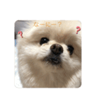 ちょこちゃんのまいにちスタンプ（個別スタンプ：10）