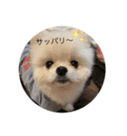ちょこちゃんのまいにちスタンプ（個別スタンプ：13）