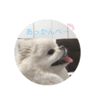 ちょこちゃんのまいにちスタンプ（個別スタンプ：15）