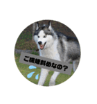 シベリアンハスキー オズのスタンプ（個別スタンプ：9）