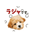 こむぎのスタンプ。（個別スタンプ：1）