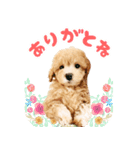 こむぎのスタンプ。（個別スタンプ：2）