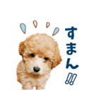 こむぎのスタンプ。（個別スタンプ：3）