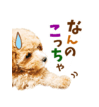 こむぎのスタンプ。（個別スタンプ：4）