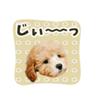 こむぎのスタンプ。（個別スタンプ：5）
