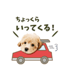 こむぎのスタンプ。（個別スタンプ：6）