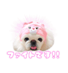 ペキニーズ隊⑤（個別スタンプ：13）