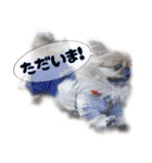 ペキニーズ隊⑤（個別スタンプ：16）