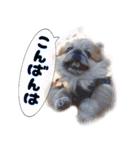 ペキニーズ隊⑤（個別スタンプ：17）