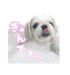 ペキニーズ隊⑤（個別スタンプ：18）