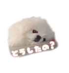 ペキニーズ隊⑤（個別スタンプ：19）