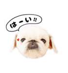 ペキニーズ隊⑤（個別スタンプ：20）