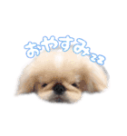 ペキニーズ隊⑤（個別スタンプ：21）