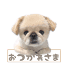 ペキニーズ隊⑤（個別スタンプ：25）