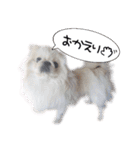 ペキニーズ隊⑤（個別スタンプ：26）