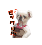 ペキニーズ隊⑤（個別スタンプ：27）