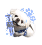ペキニーズ隊⑤（個別スタンプ：31）