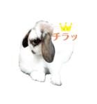アリスうさぎ毎日使える！40個スタンプ（個別スタンプ：16）