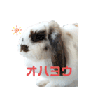アリスうさぎ毎日使える！40個スタンプ（個別スタンプ：17）