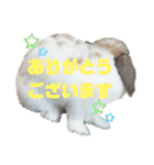 アリスうさぎ毎日使える！40個スタンプ（個別スタンプ：27）