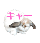 アリスうさぎ毎日使える！40個スタンプ（個別スタンプ：35）
