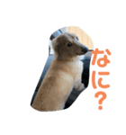 アッシュ、ミニチュアダックス、犬、日常（個別スタンプ：2）
