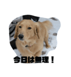 アッシュ、ミニチュアダックス、犬、日常（個別スタンプ：6）