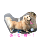アッシュ、ミニチュアダックス、犬、日常（個別スタンプ：8）