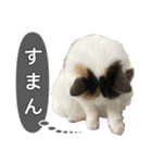 ゴメスタンプ20200815（個別スタンプ：7）