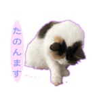 ゴメスタンプ20200815（個別スタンプ：8）