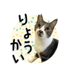 ちょこ＆あずき2（ぺとすた）（個別スタンプ：2）