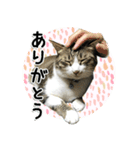 ちょこ＆あずき2（ぺとすた）（個別スタンプ：3）