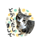 ちょこ＆あずき2（ぺとすた）（個別スタンプ：4）