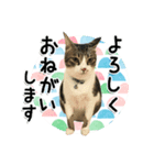 ちょこ＆あずき2（ぺとすた）（個別スタンプ：5）