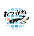 ちょこ＆あずき2（ぺとすた）（個別スタンプ：6）