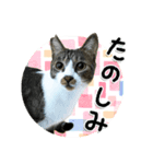 ちょこ＆あずき2（ぺとすた）（個別スタンプ：7）