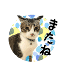 ちょこ＆あずき2（ぺとすた）（個別スタンプ：8）