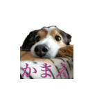 けもけもらぽち（個別スタンプ：1）