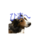 けもけもらぽち（個別スタンプ：2）