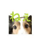 けもけもらぽち（個別スタンプ：3）