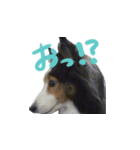けもけもらぽち（個別スタンプ：7）