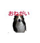 けもけもらぽち（個別スタンプ：8）