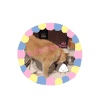 柴犬すたんぷ！1（個別スタンプ：2）