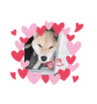 柴犬すたんぷ！1（個別スタンプ：3）